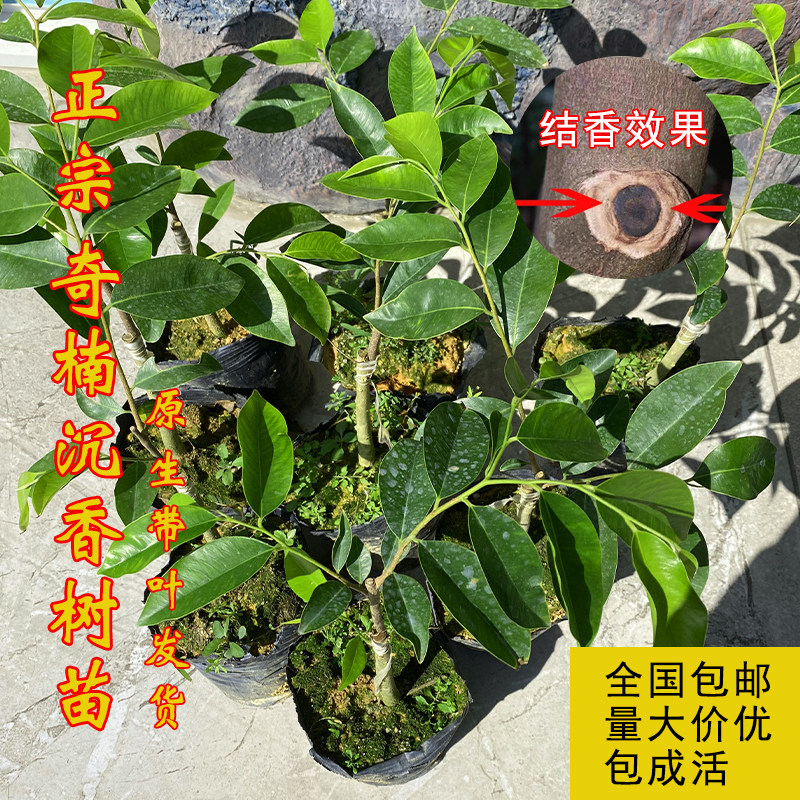 正宗奇楠沉香树苗名贵苗木海南奇