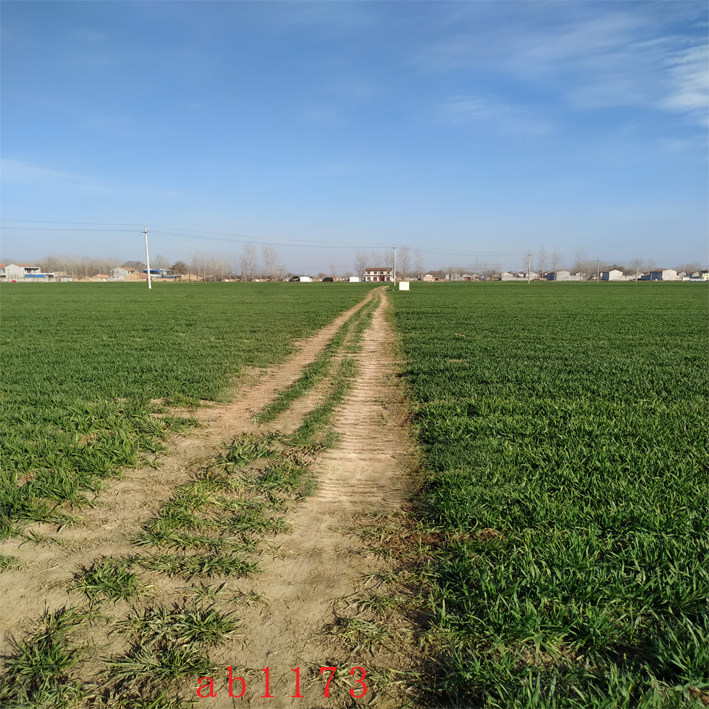 农村背景布油菜花背景布破房子山水田园网红直播间抖音快手外景