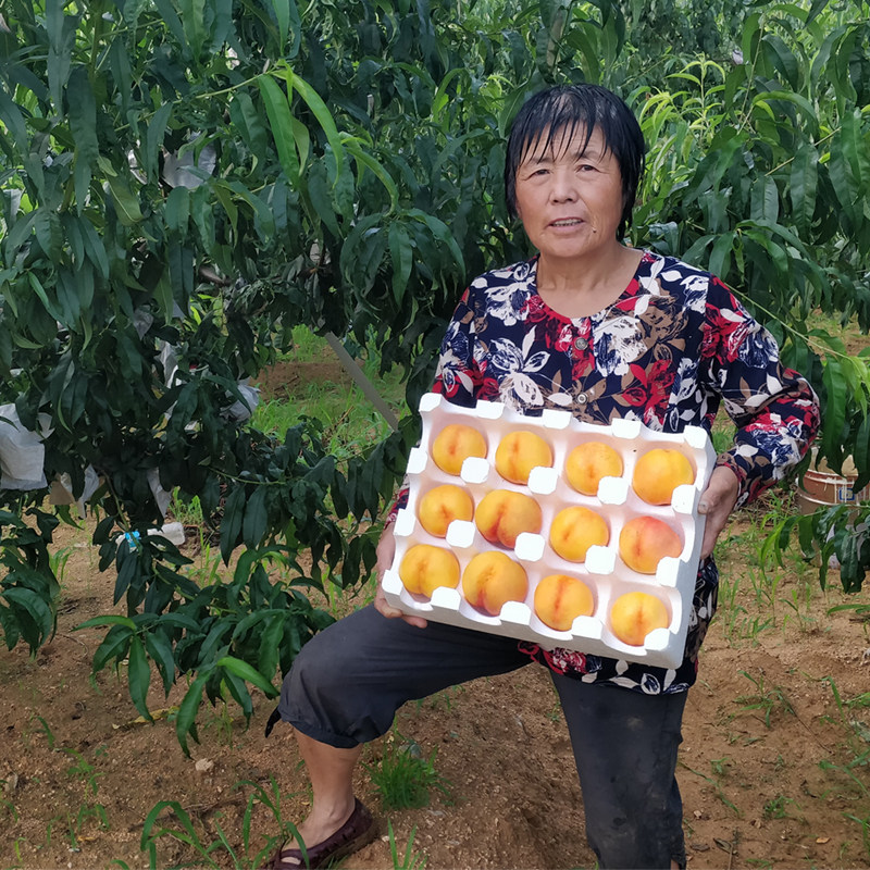黄金油桃北戴河杏梅现摘当季新鲜儿童孕妇甜水果秦皇特产偏远不发