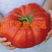 牛排番茄种子番茄苗孑种籽老品种水果春秋南方西红柿籽蔬菜