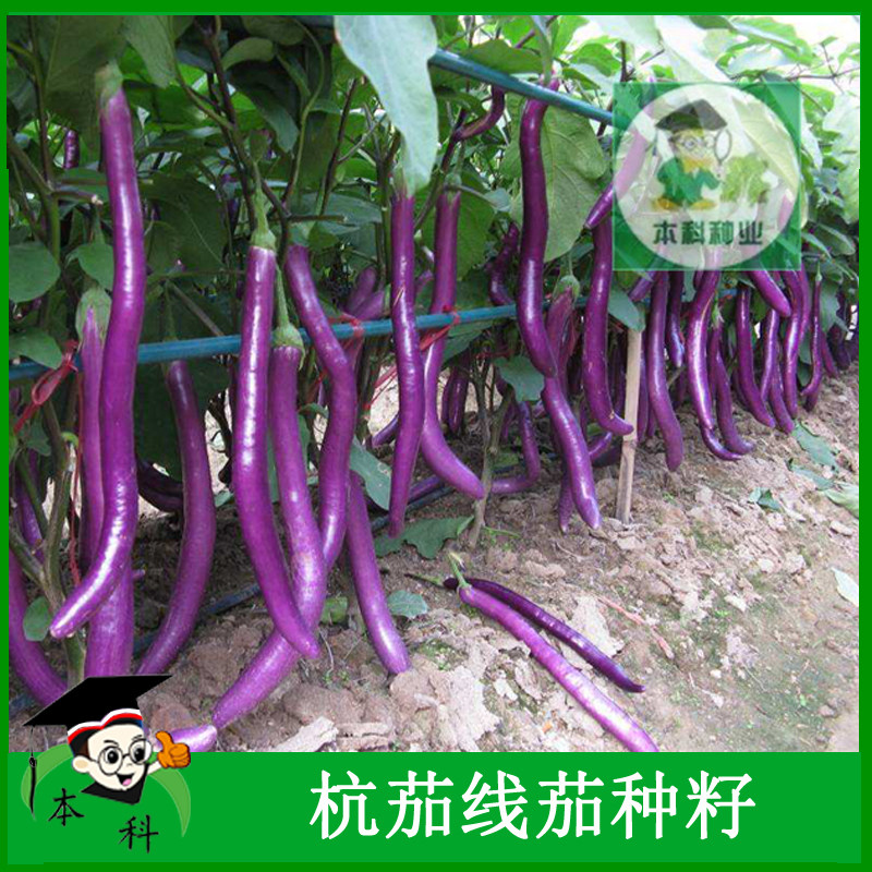 线茄种籽杭茄苗子茄种孑茄子种子茄籽苗蔬菜种籽瓜果种籽春季青菜