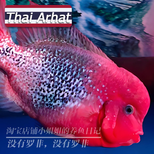罗汉鱼泰国进口亚成爆头鸿运马骝金花满银鱼苗热带鱼活体观赏鱼