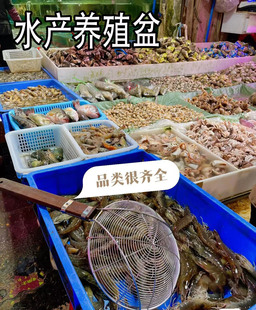 水产养殖盆养龙虾长方形小龙虾养殖盆水产摆摊展示盆海鲜市场专用