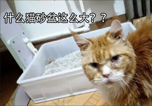 缅因猫集装箱猫砂盆全开放特大号周转箱巨型特大号猫厕所