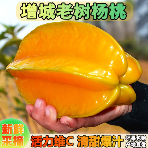 广东冰糖甜杨桃增城老树正宗新鲜现摘当季水果顺丰包邮福建大杨桃