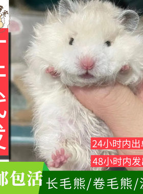 卷毛熊波利熊稀有包活