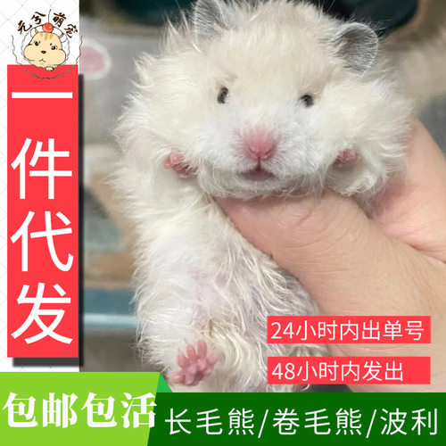 卷毛熊波利熊稀有包活