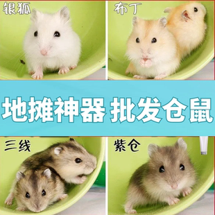 仓鼠活物批发紫仓三线银狐布丁金丝熊公婆奶茶大量摆地摊神器养殖