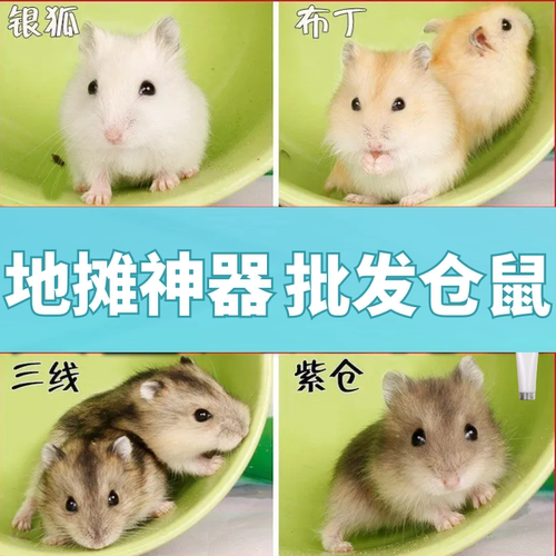 仓鼠活物批发紫仓三线银狐布丁