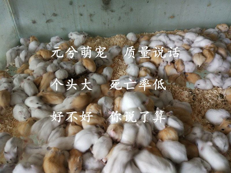 Yuan Xi Meng Chong Three line Purple positions Silver fox Pudding Of large number Hamsters wholesale Hamsters living thing tea with milk Chengdu deliveryin the Pet/Pet food and supplies , Class pet hamsters and other small , Hamsters  category - from Buy2taobao.com to provide professional Taobao agent buy service