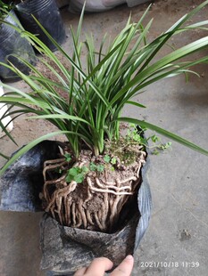 矮壮紧凑型惠兰木纹草8苗连体大颗盆栽兰花随州蕙兰之乡不带花苞