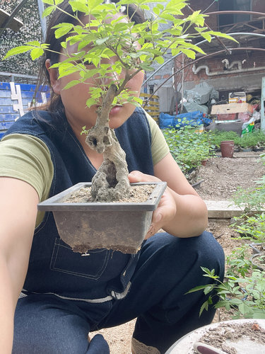 原生国产老桩黄荆盆景碳化舍利绿植喜水