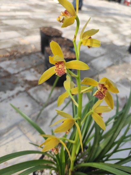 朱金黄花转色瓣型花随州惠兰开花香兰花苗