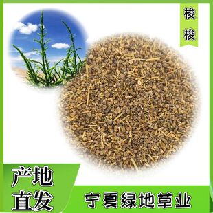梭梭树种子林灌木草种子庭院绿化国产梭梭四季防沙化喜光耐热耐旱