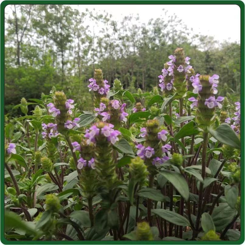 中草药种子种籽 夏枯球夏枯草种子易种