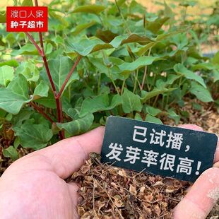 何首乌种子50粒包发芽名贵中药材种子苗根块白夜交藤籽赤首乌种子