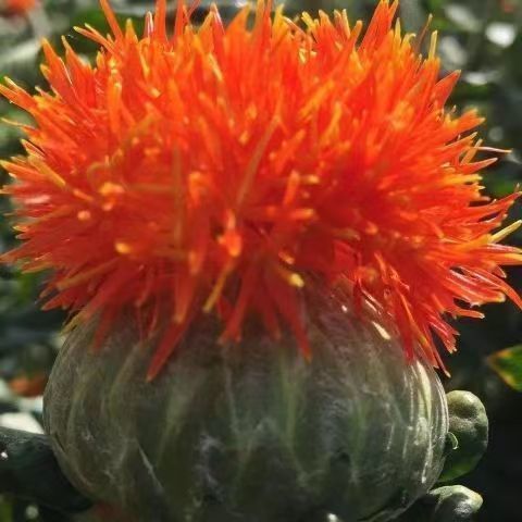 云南宏伟种业滇红花种子