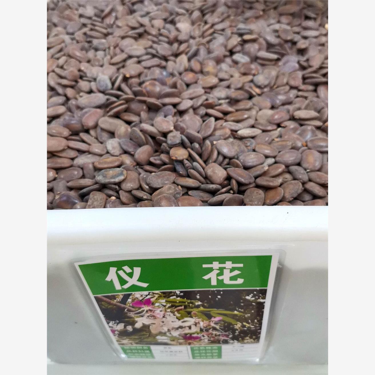 仪花种子绿化行道树种籽籽