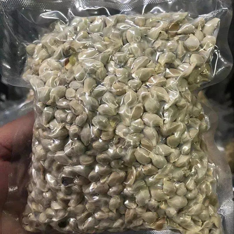 新采枸橘种子枳壳种子枸桔红橘橘子柑橘香橙红桔籽篱笆砧木树种子