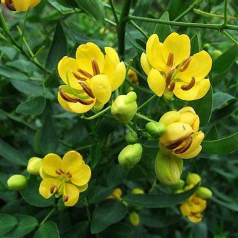 四季种易活驱蛇奇花驱虫驱蚊草植物种子驱蛇草花种子蛇灭门种子