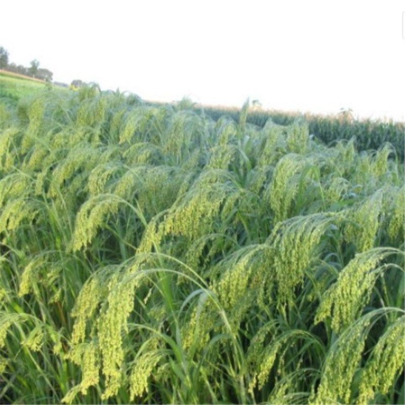 散装红糜子种子 硬糜子 黑糜子白糜子 稷 黍子种子 黄米种籽