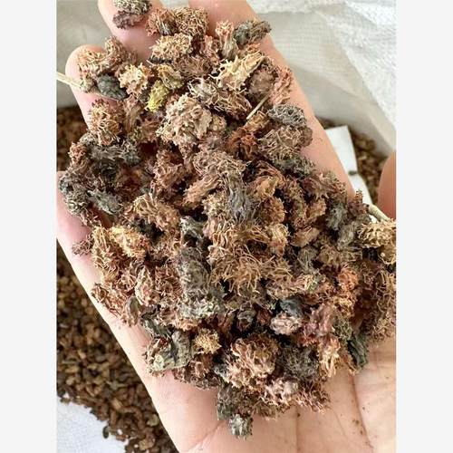 沙拐枣种子四季播种用种