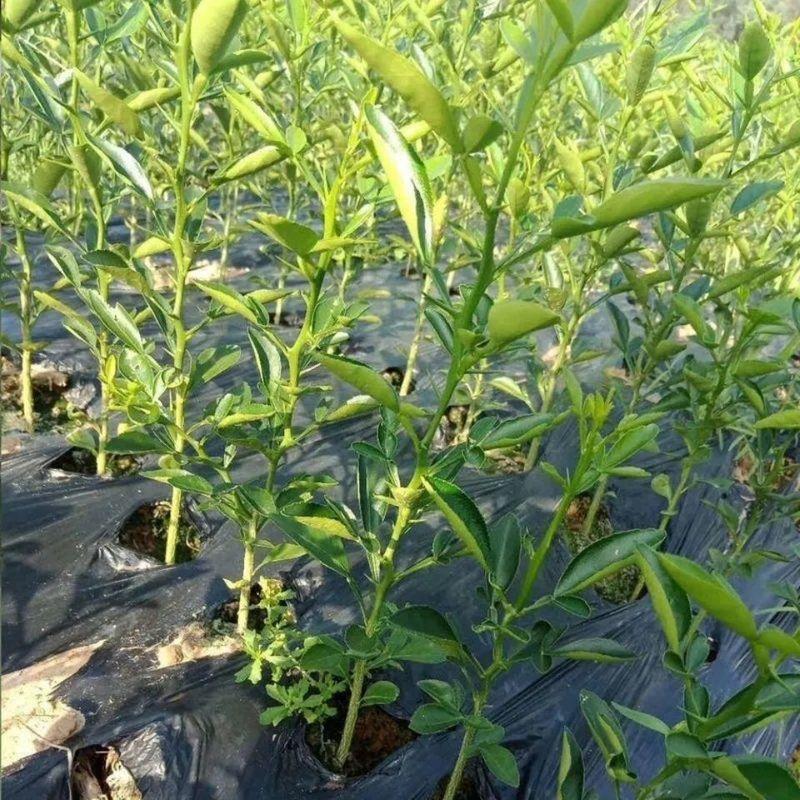 新采枸橘种子 枳壳种子 香橙 红橘 柑橘种籽 马甲子 围墙篱笆种子