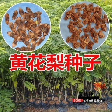 新采黄花梨种子 正宗海南黄花梨种子 降香黄檀种子花梨木树种包邮
