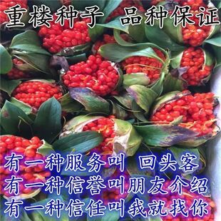 重楼种子独角莲种子七叶一枝花种子铁灯台籽种苗药材种子四季播种