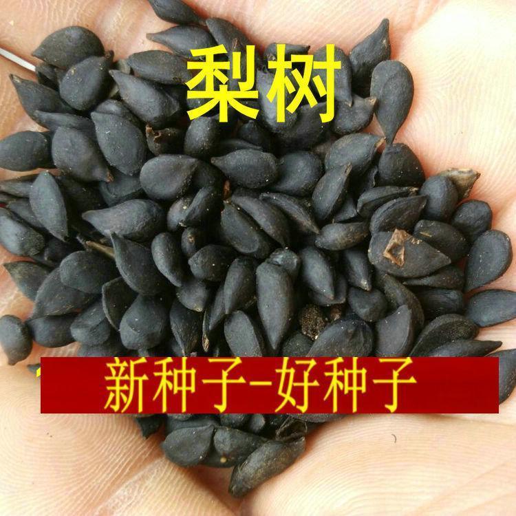 新采杜梨种子 棠梨树种子 嫁接梨树砧木 海棠梨 野梨籽 梨树种子