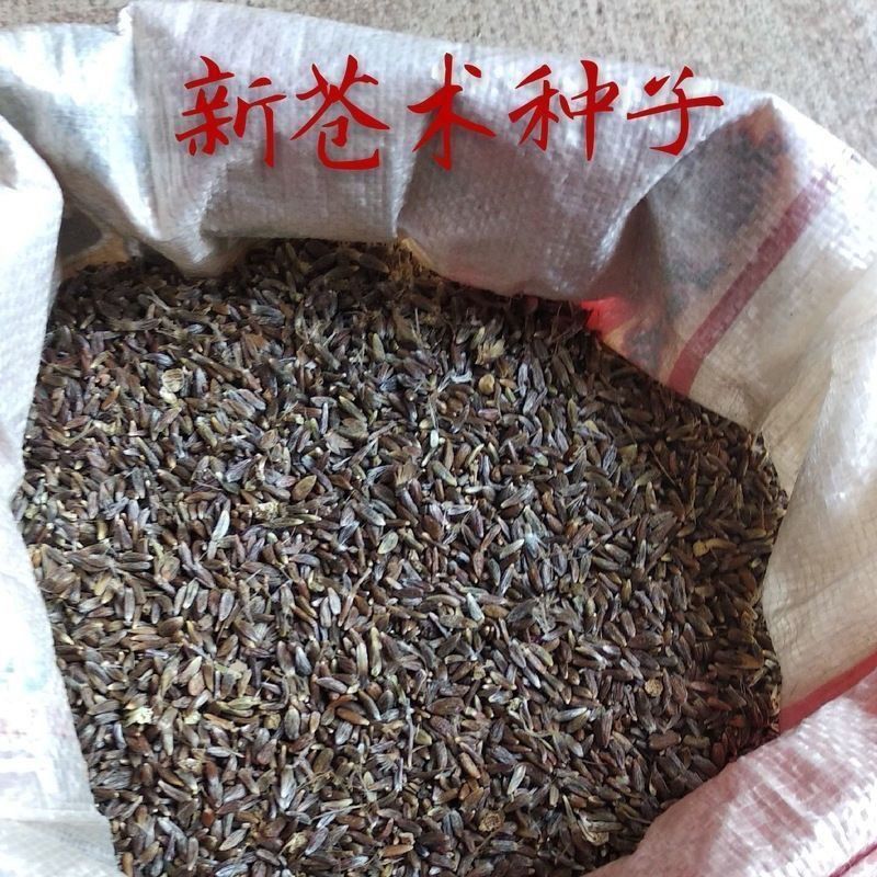 北苍术种子新籽苍术籽南北方产量高洙砂点仓术茅苍术四季播种头菜