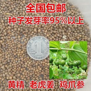 黄精种子黄金种子鸡头姜形黄精滇黄精多花黄精南北方野生老虎姜籽