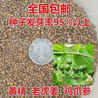 黄精种子黄金种子鸡头姜形黄精滇黄精多花黄精南北方野生老虎姜籽