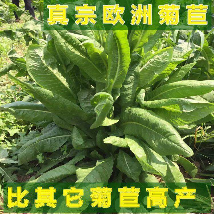 菊苣种子 大叶菊苣草 多年生四季牧草种子猪牛羊鸡鸭鹅鱼草种籽