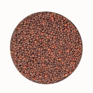 当季新籽急性子种子新货中药材急性子凤仙花子指甲花子简单易种