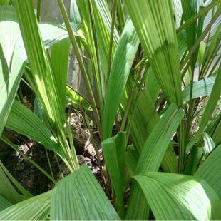 大叶千斤拔种子小叶千金拔种子中药材种子蔓性千斤拔盆栽庭院