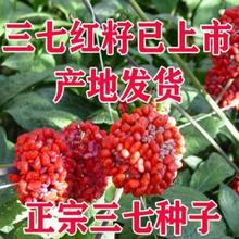正宗三七红子云南文山三七种子三七红籽土三七田三七种植苗盆栽