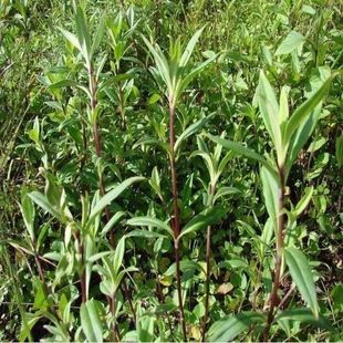 药材种子龙胆草种子 地胆头种子 磨地胆 鹿耳草 三花龙胆 包邮