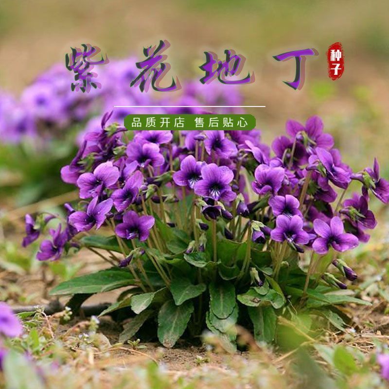 紫花地丁种子多年生花种籽子野堇菜花籽春秋易活地被覆绿耐寒耐阴