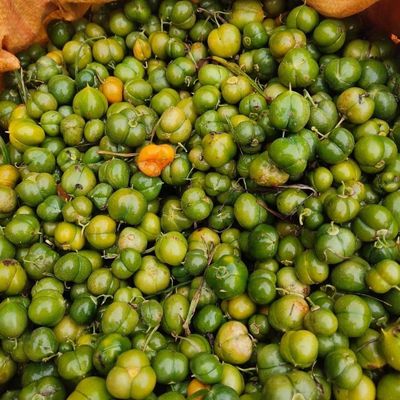 正宗鸡头黄精种子老虎姜种子节节高种子黄精已消毒杀菌