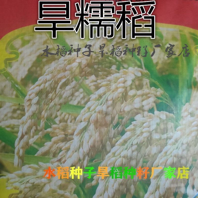 可留种水稻种子旱稻旱地10号种籽常规圆粒糯米稻谷珍珠米种子