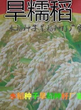 可留种水稻种子旱稻旱地10号种籽常规圆粒糯米稻谷珍珠米种子