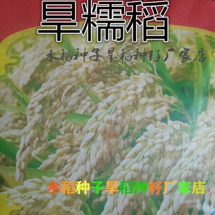 可留种水稻种子旱稻旱地10号种籽常规圆粒糯米稻谷珍珠米种子
