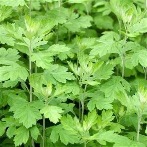 药用艾草艾叶种籽 艾绒蕲艾植物大叶艾草种子野生艾草苗五月艾籽