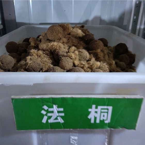 公司特价出售当年新采的法国梧桐树种子 法桐种子 法桐树种子