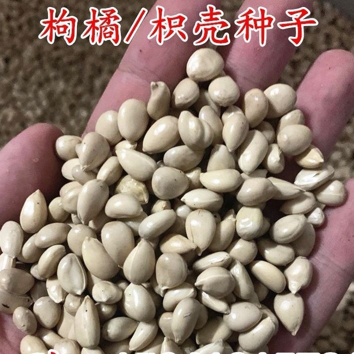 枸橘种子枳壳种籽子枸桔积壳树苗嫁接砧木带刺篱笆有刺栅栏种孑