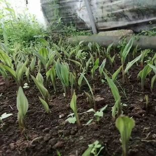 毛慈菇种子 冰球子果荚 人工授粉果荚大饱满 好种植