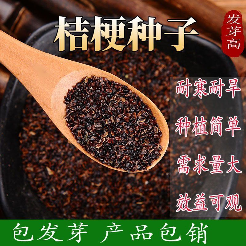 2022年10月收的桔梗种子高产桔梗籽中药材种子包发芽免费指导种植