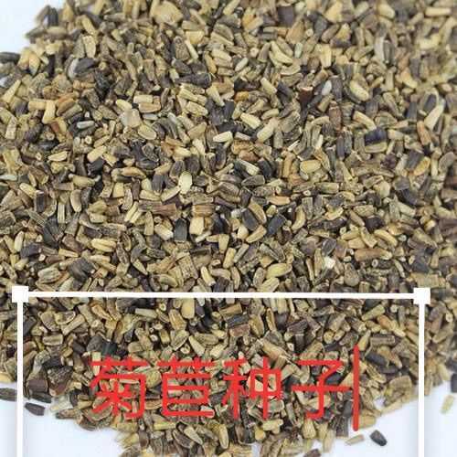 将军菊苣大叶菊苣种子多年生四季牧草种子高产养殖鸡鸭鹅猪兔