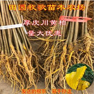 正宗厚皮川黄柏树苗四川黄柏苗中药材剥皮卖造林黄柏苗现挖现发